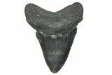 Fossil Megalodon Tooth - North Carolina #348301-1